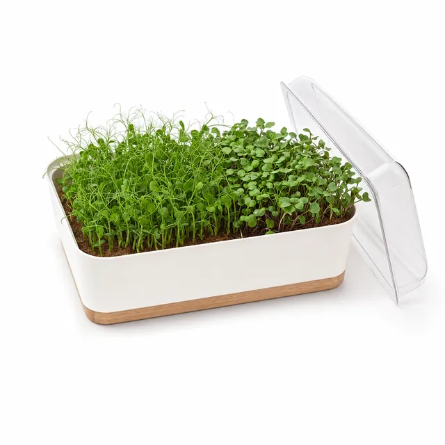 Microgreensträdgård